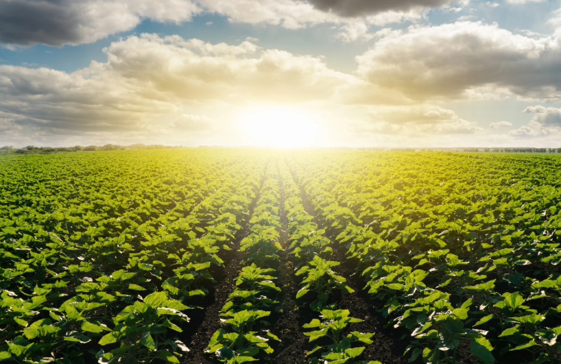 Agricoltura 4.0: l’uso della tecnologia per coltivazioni più sostenibili